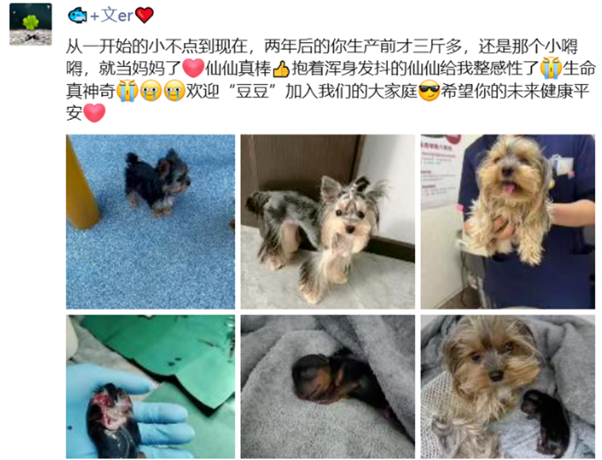 _刘一手没给女孩买过包，只给董莹莹买包，文儿欢迎豆豆加入大家庭_刘一手没给女孩买过包，只给董莹莹买包，文儿欢迎豆豆加入大家庭