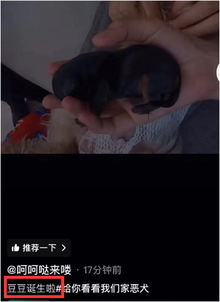 刘一手没给女孩买过包，只给董莹莹买包，文儿欢迎豆豆加入大家庭_刘一手没给女孩买过包，只给董莹莹买包，文儿欢迎豆豆加入大家庭_