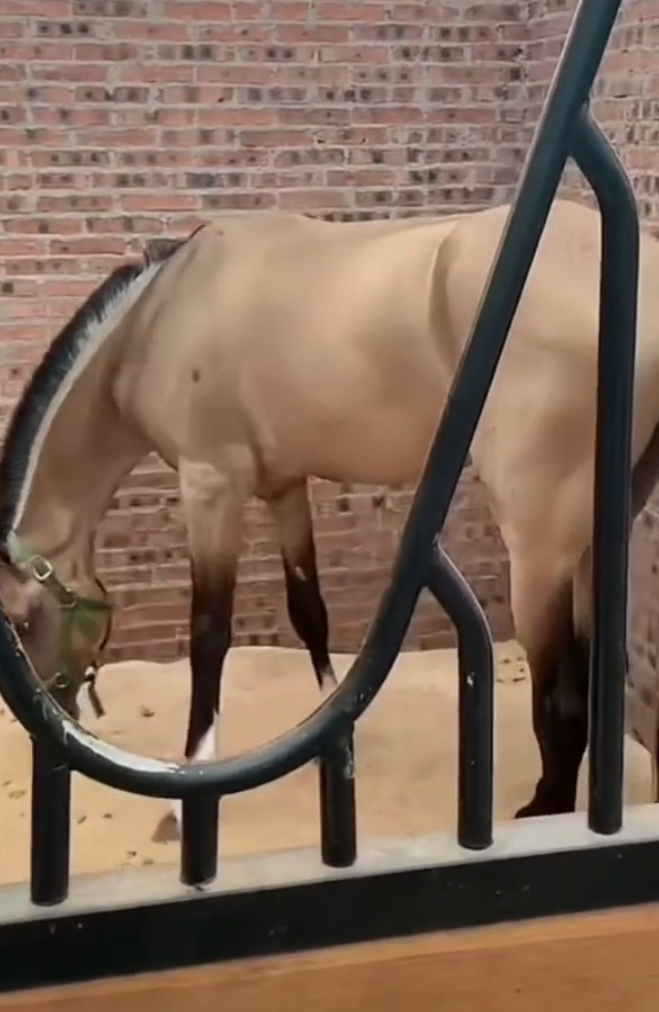 女方已怀孕，许华升婷婷不停正式官宣！天佑吐槽被李四拿马场架上了_女方已怀孕，许华升婷婷不停正式官宣！天佑吐槽被李四拿马场架上了_