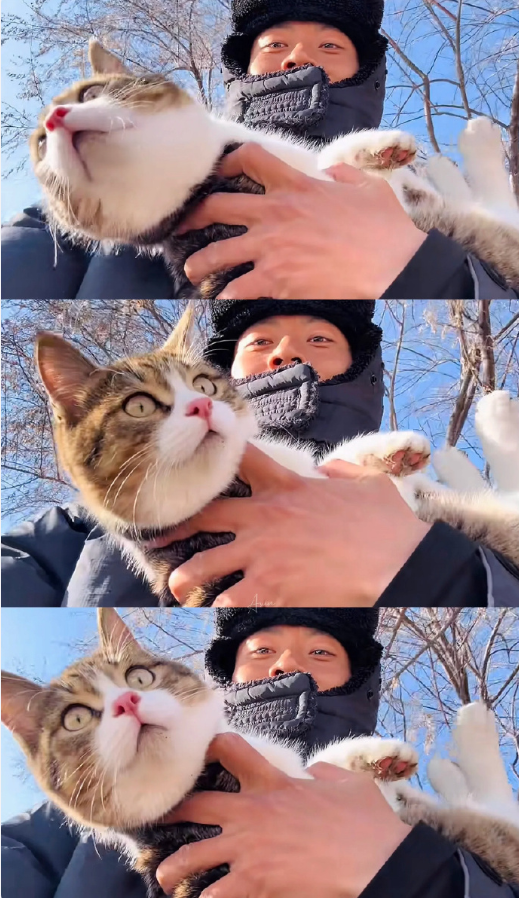 网红小猫悟空主人已谅解车主，牌牌琦被小伊伊嫌老？沉迷80年代老歌_网红小猫悟空主人已谅解车主，牌牌琦被小伊伊嫌老？沉迷80年代老歌_