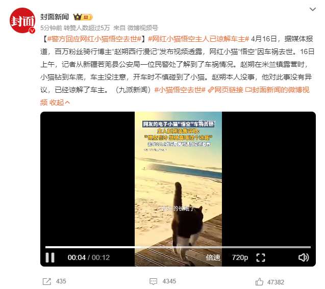 _网红小猫悟空主人已谅解车主,牌牌琦被小伊伊嫌老?沉迷80年代老歌_网红小猫悟空主人已谅解车主,牌牌琦被小伊伊嫌老?沉迷80年代老歌